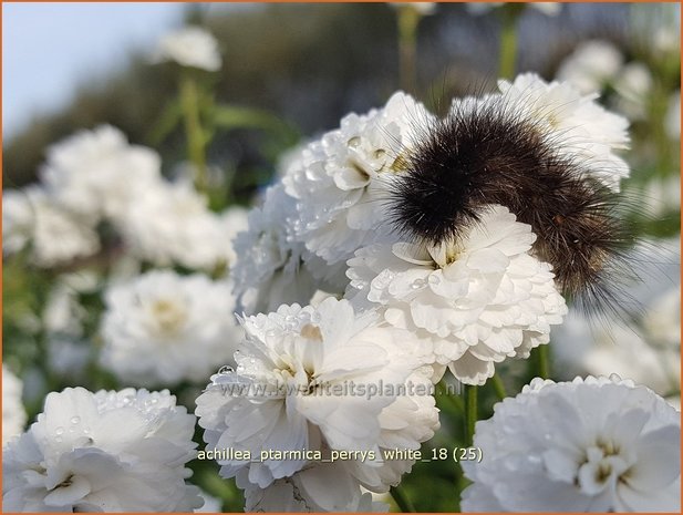 Achillea ptarmica 'Perry's White' | Hemdsknoopjes, Bertram, Duizendblad | Bertrams-Garbe