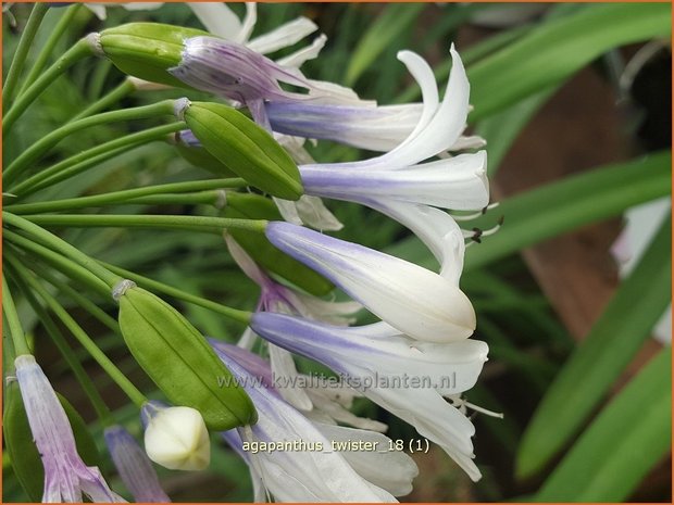 Agapanthus 'Twister' | Afrikaanse lelie, Kaapse lelie, Liefdesbloem | Schmucklilie | African Lily