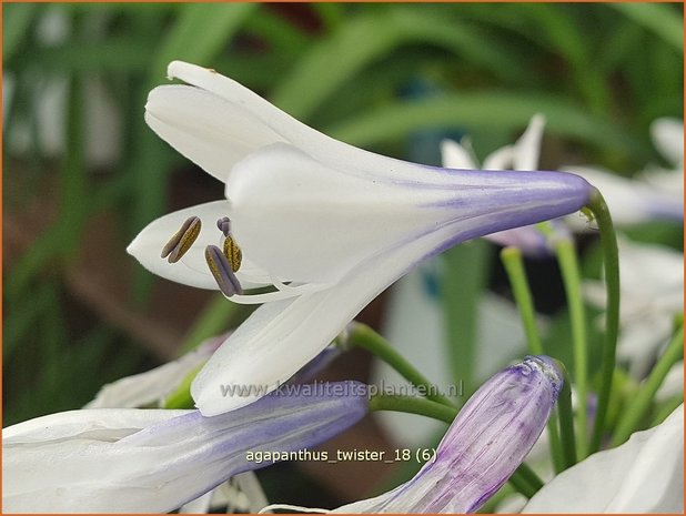 Agapanthus 'Twister' | Afrikaanse lelie, Kaapse lelie, Liefdesbloem | Schmucklilie | African Lily