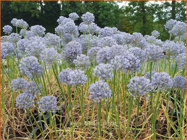 Allium caesium | Sierui, Look | Lauch