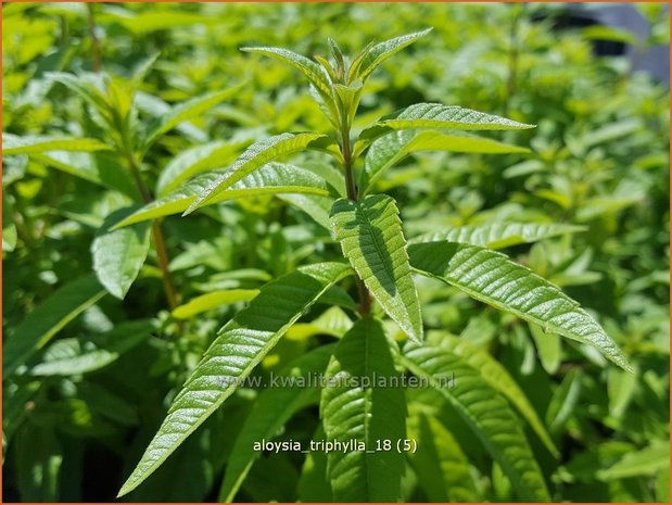 Aloysia triphylla | Citroenverbena | Zitronenverbene