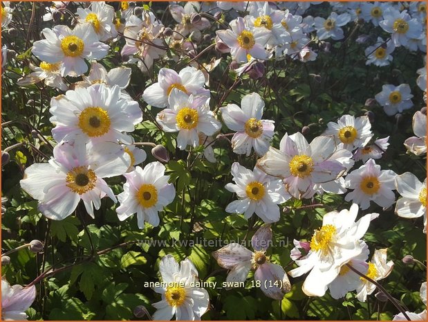 Anemone 'Dainty Swan' | Anemoon | Anemone