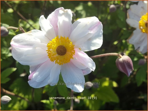 Anemone 'Dainty Swan' | Anemoon | Anemone