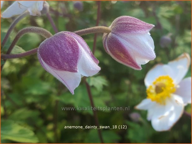 Anemone 'Dainty Swan' | Anemoon | Anemone