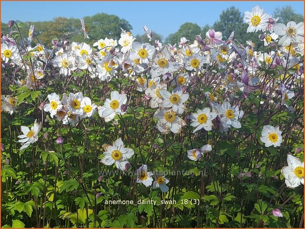 Anemone 'Dainty Swan' | Anemoon | Anemone