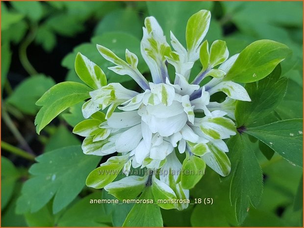 Anemone nemorosa 'Monstrosa' | Bosanemoon, Anemoon | Busch-Windröschen