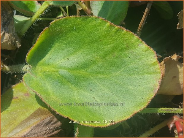 Aralia racemosa | Vasteplant duivelswandelstok, Duivelswandelstok | Traubige Staudenaralie