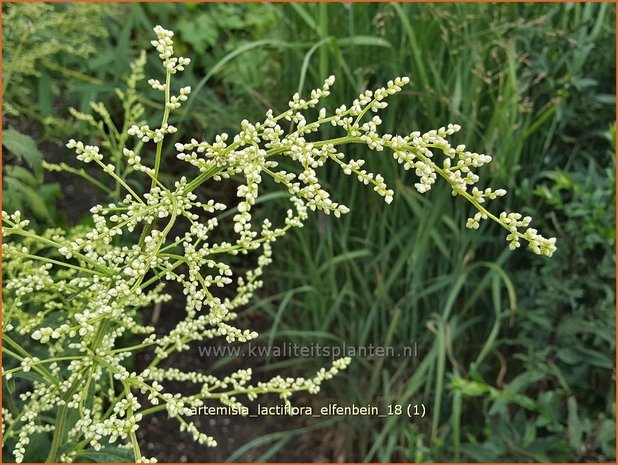 Artemisia lactiflora 'Elfenbein' | Witte bijvoet, Alsem, Bijvoet | Weiße Raute