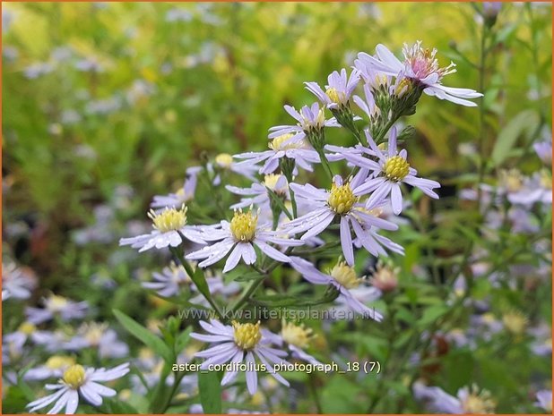 Aster cordifolius 'Photograph' | Hartbladaster, Aster | Herzblättrige Schleier-Aster