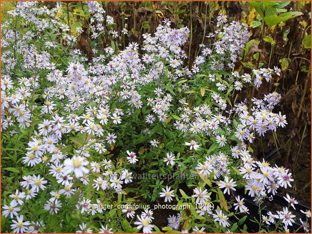 Aster cordifolius 'Photograph' | Hartbladaster, Aster | Herzblättrige Schleier-Aster