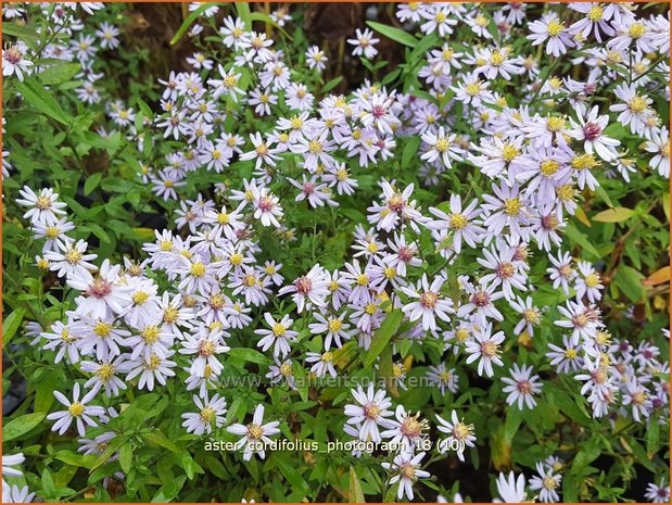 Aster cordifolius 'Photograph' | Hartbladaster, Aster | Herzblättrige Schleier-Aster