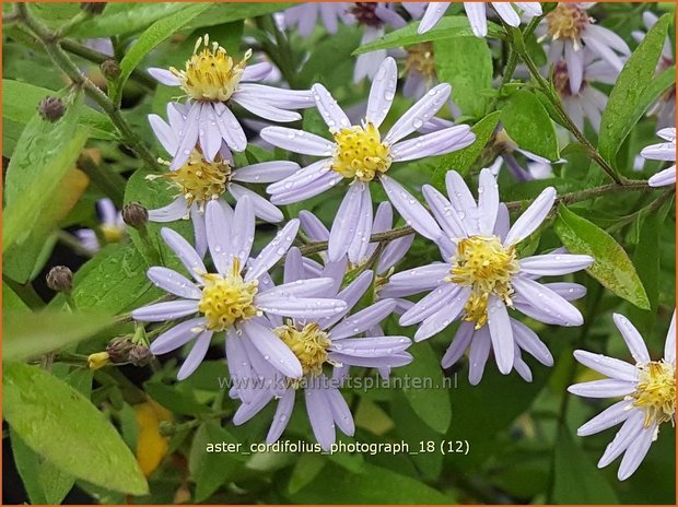 Aster cordifolius 'Photograph' | Hartbladaster, Aster | Herzblättrige Schleier-Aster