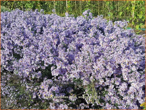 Aster ericoides 'Blue Wonder' | Heideaster, Aster | Heide-Aster