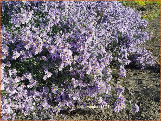 Aster ericoides 'Blue Wonder' | Heideaster, Aster | Heide-Aster