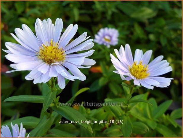 AsAster novi-belgii &#39;Brigitte&#39; | Nieuw-Nederlandse aster, Herfstaster, Aster | Glattblatt-Asterter novi-belgii 