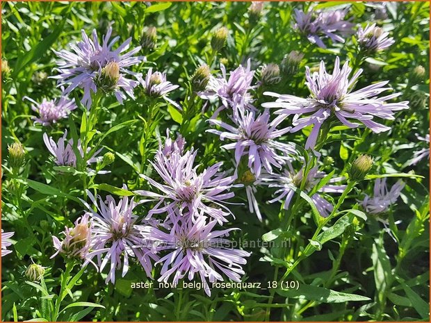 Aster novi-belgii 'Rosenquarz' | Nieuw-Nederlandse aster, Herfstaster, Aster | Glattblatt-Aster