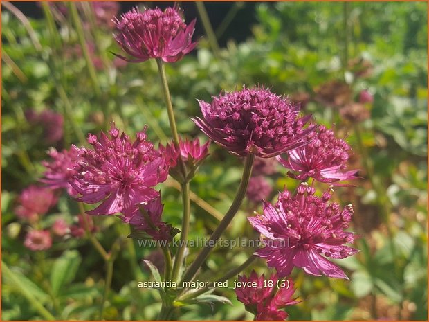 Astrantia major 'Red Joyce' | Zeeuws knoopje, Groot sterrenscherm | Große Sterndolde