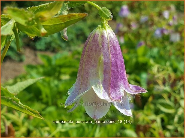 Campanula punctata 'Pantaloons' | Klokjesbloem | Gepunktete Glockenblume