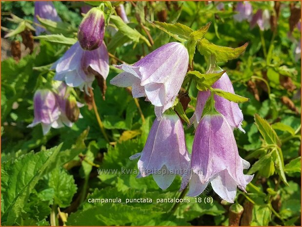 Campanula punctata 'Pantaloons' | Klokjesbloem | Gepunktete Glockenblume
