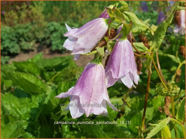 Campanula punctata 'Pantaloons' | Klokjesbloem | Gepunktete Glockenblume