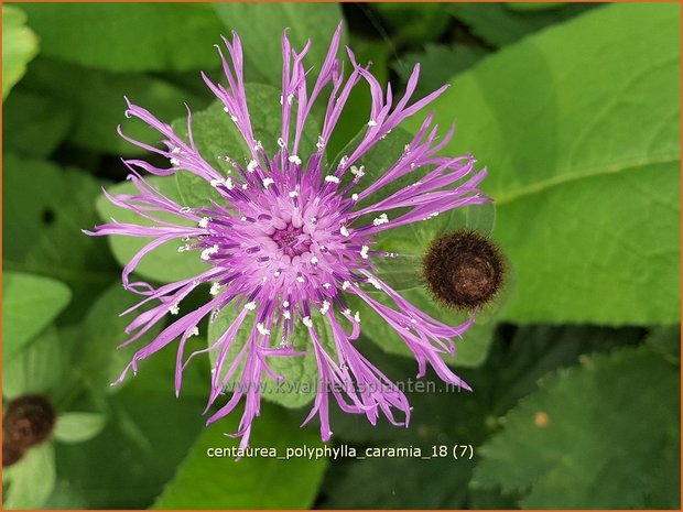 Centaurea polyphylla 'Caramia' | Korenbloem, Centaurie | Flockenblume | Cornflower