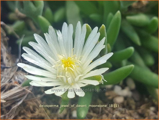 Delosperma 'Jewel of Desert Moonstone' | IJsbloempje, IJsplant | Mittagsblume