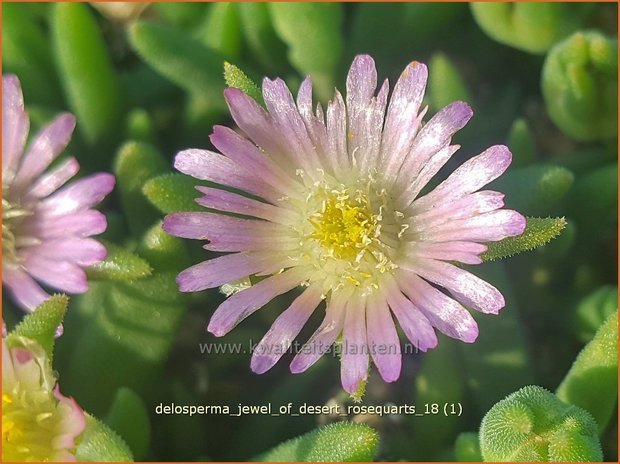 Delosperma 'Jewel of Desert Rosequarts' | IJsbloempje, IJsplant | Mittagsblume