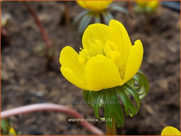 Eranthis cilicica | Winterakoniet | Taurus-Winterling | Winter Aconite