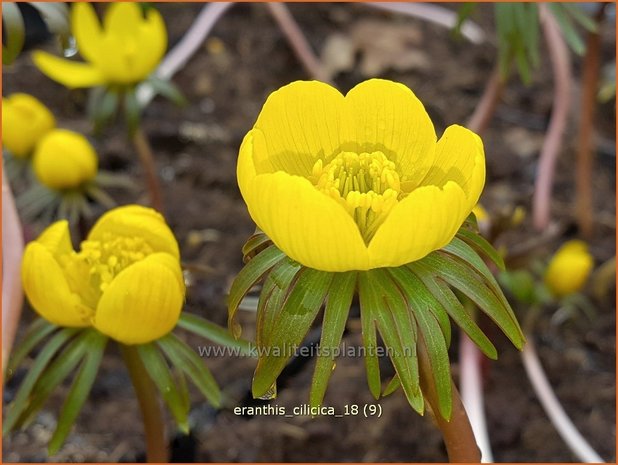 Eranthis cilicica | Winterakoniet | Taurus-Winterling