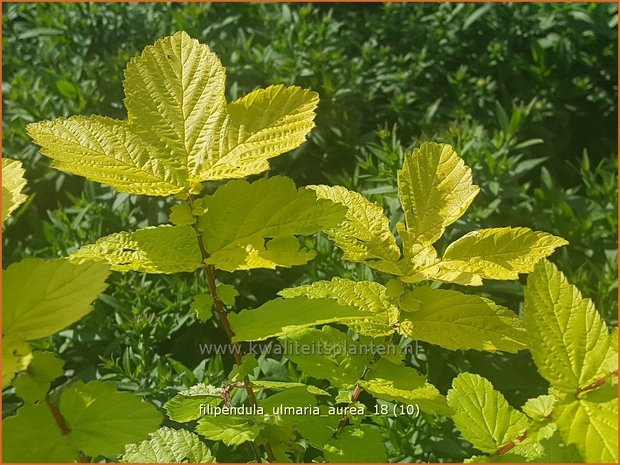 Filipendula ulmaria 'Aurea' | Moerasspirea, Spirea | Sumpf-Mädesüß