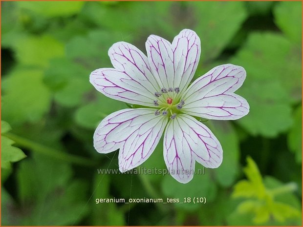 Geranium oxonianum 'Tess' | Ooievaarsbek, Tuingeranium | Oxford-Storchschnabel