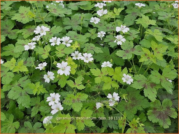 Geranium oxonianum 'Tess' | Ooievaarsbek, Tuingeranium | Oxford-Storchschnabel