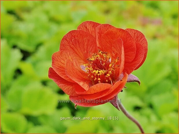 Geum 'Dark and Stormy' | Nagelkruid | Nelkenwurz