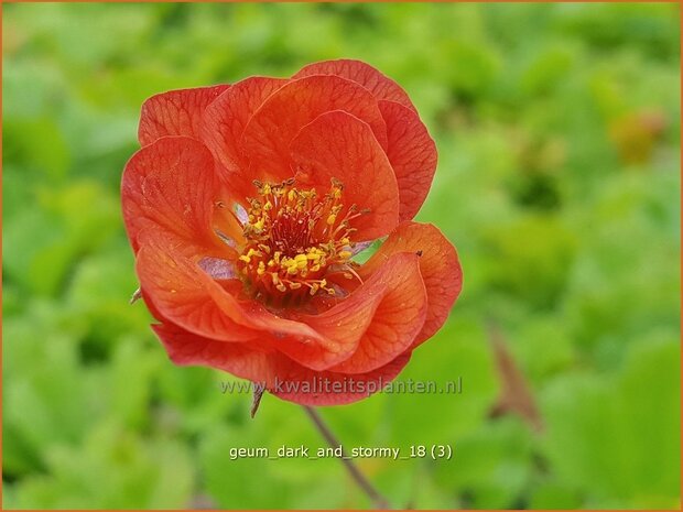 Geum 'Dark and Stormy' | Nagelkruid | Nelkenwurz