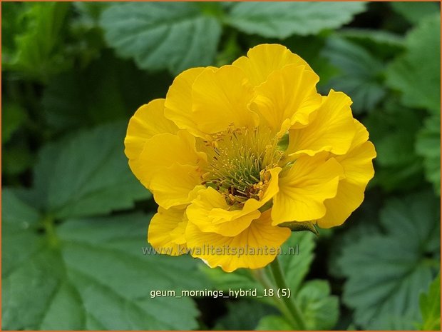 Geum 'Mornings Hybrid' | Nagelkruid | Nelkenwurz