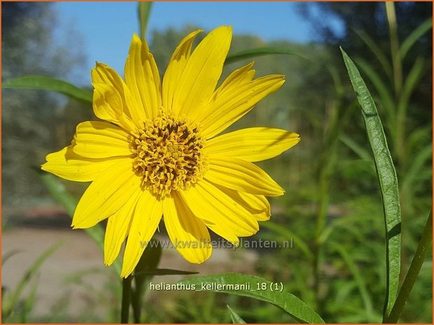 Helianthus kellermanii | Vaste zonnebloem | Kellermanns Sonnenblume