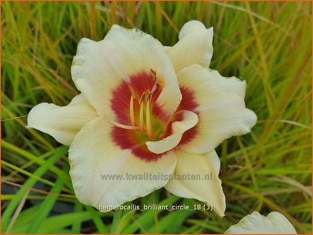 Hemerocallis 'Brilliant Circle' | Daglelie | Taglilie