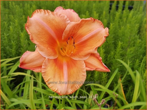 Hemerocallis 'South Seas' | Daglelie | Taglilie