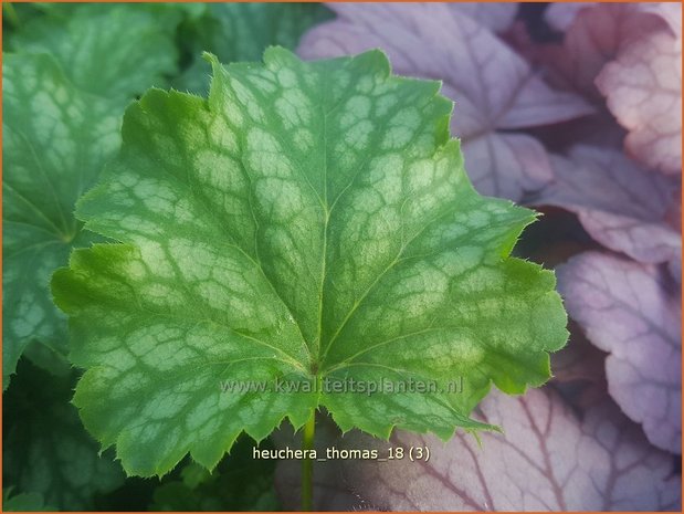 Heuchera 'Thomas' | Purperklokje | Purpurglöckchen