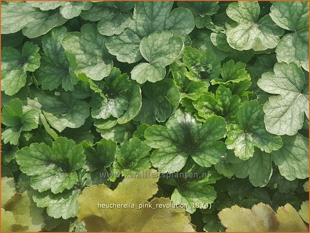 Heucherella 'Pink Revolution' | Purperklokje | Bastardschaumblüte