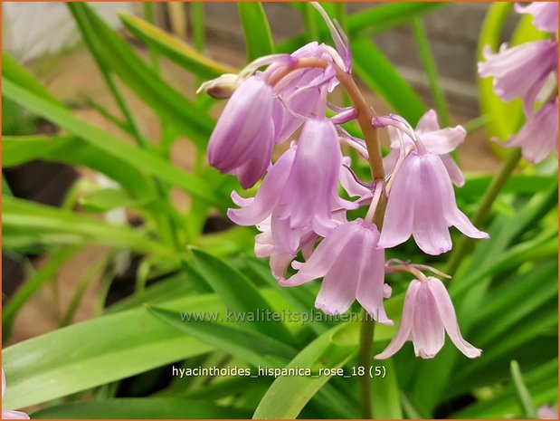 Hyacinthoides hispanica 'Rose' | Spaanse boshyacint, Wilde hyacint | Spanisches Hasenglöckchen