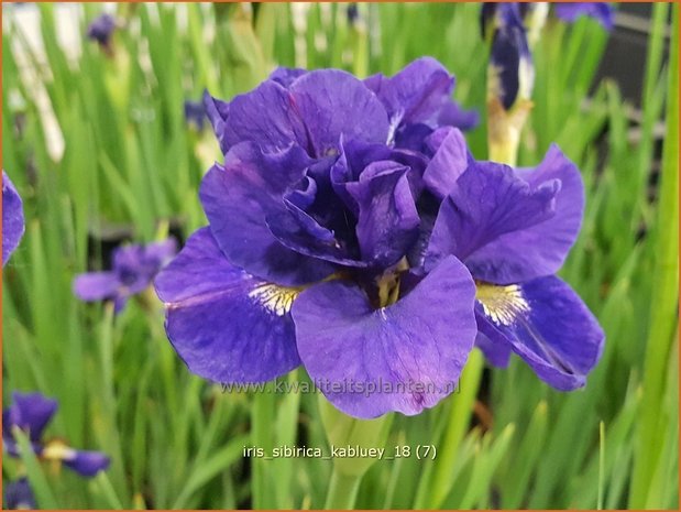 Iris sibirica 'Kabluey' | Siberische iris, Lis, Iris | Sibirische Schwertlilie