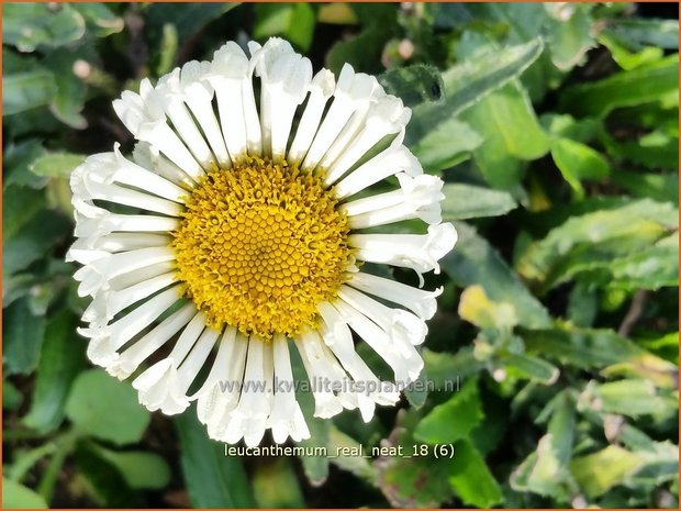 Leucanthemum 'Real Neat' | Margriet | Grossblumige Margerite