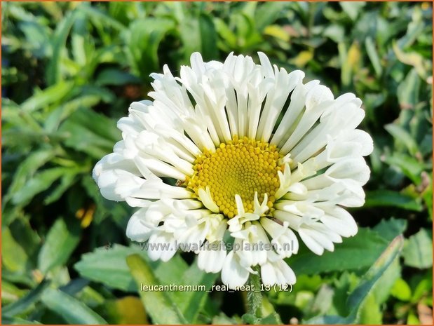 Leucanthemum 'Real Neat' | Margriet | Grossblumige Margerite