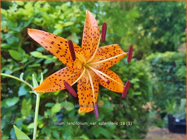Lilium lancifolium var. splendens | Tijgerlelie, Lelie | Gl&auml;nzende Tiger-Lilie