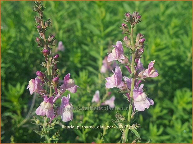 Linaria purpurea 'Dial Park' | Vlasleeuwenbek | Purpurbl&uuml;hendes Leinkraut