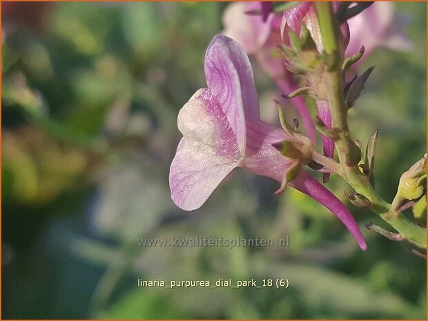 Linaria purpurea 'Dial Park' | Vlasleeuwenbek | Purpurbl&uuml;hendes Leinkraut