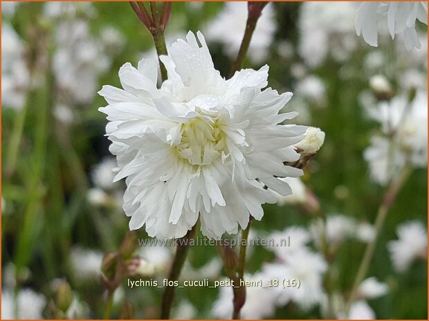 Lychnis flos-cuculi 'Petit Henri' | Echte koekoeksbloem, Koekoeksbloem | Kuckucks-Lichtnelke