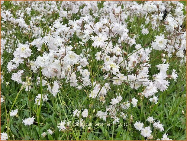 Lychnis flos-cuculi 'Petit Henri' | Echte koekoeksbloem, Koekoeksbloem | Kuckucks-Lichtnelke