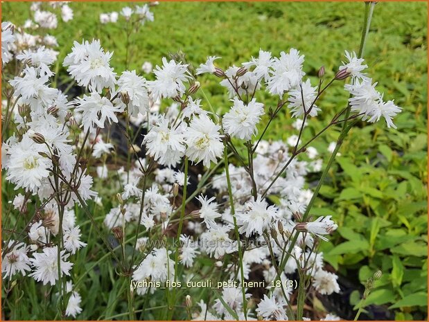 Lychnis flos-cuculi 'Petit Henri' | Echte koekoeksbloem, Koekoeksbloem | Kuckucks-Lichtnelke